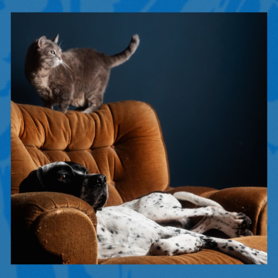 a cat and to a dog lying on a chair